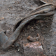 A woman’s shoe found at one of the sites.